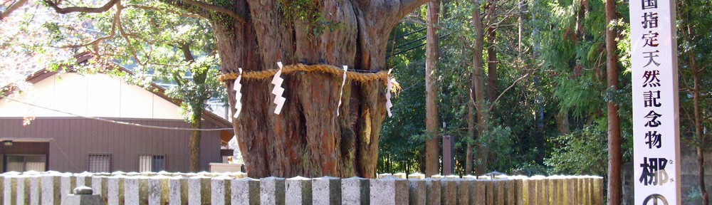 熊野速玉大社の梛